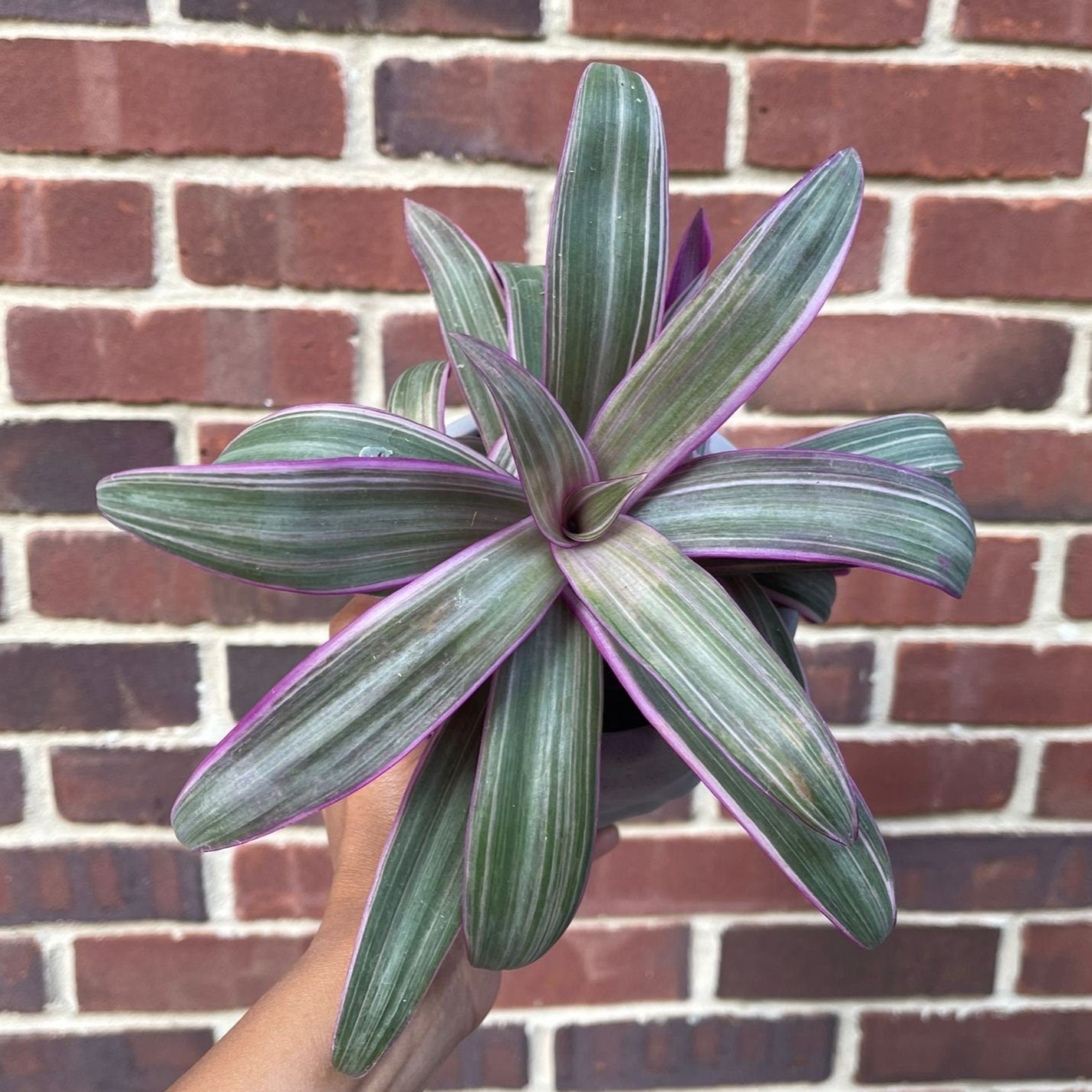 PlantVers Houseplants Tradescantia Spathacea
