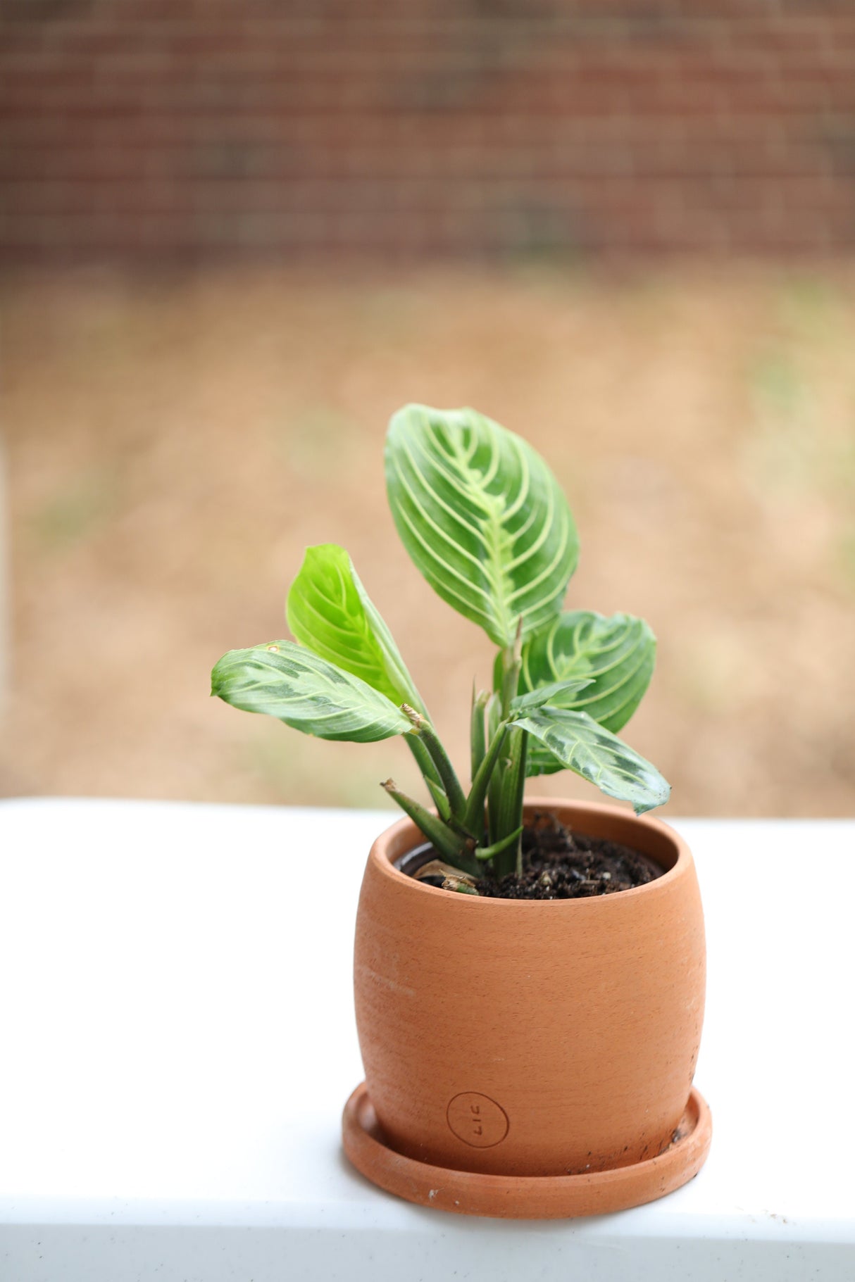 Live Lemon Prayer Plant in a 3” pot - Prayer Plant - Maranta Leuconeura - Lemon Lime houseplant - Maranta Lemon Lime - Live Indoor plant