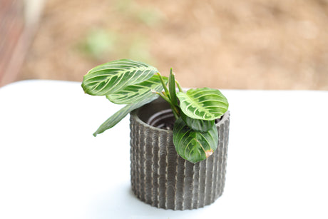 Live Lemon Prayer Plant in a 3” pot - Prayer Plant - Maranta Leuconeura - Lemon Lime houseplant - Maranta Lemon Lime - Live Indoor plant