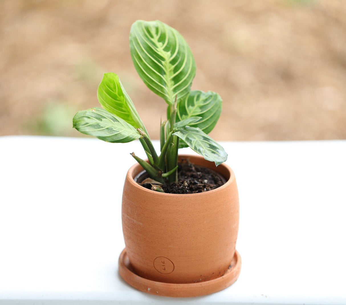 Live Lemon Prayer Plant in a 3” pot - Prayer Plant - Maranta Leuconeura - Lemon Lime houseplant - Maranta Lemon Lime - Live Indoor plant