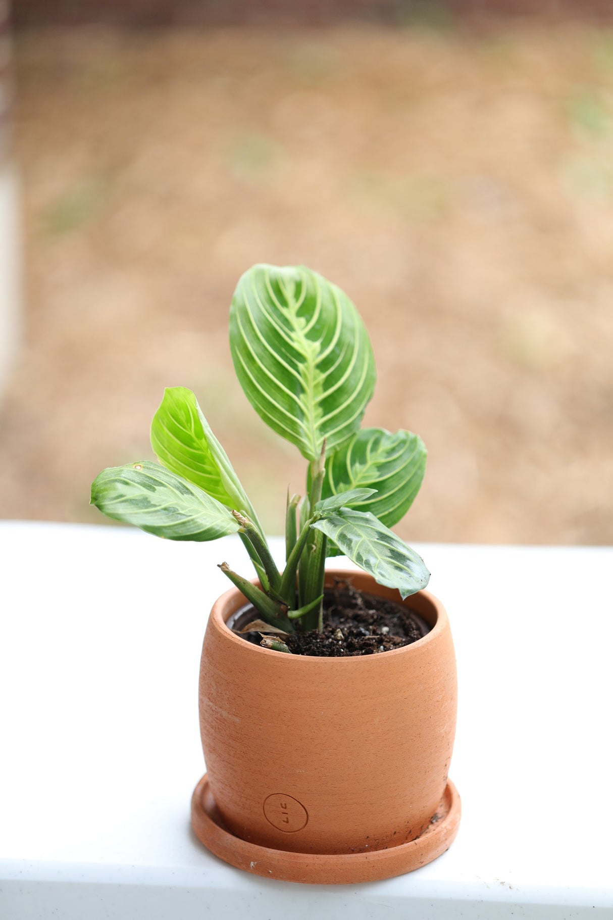 Live Lemon Prayer Plant in a 3” pot - Prayer Plant - Maranta Leuconeura - Lemon Lime houseplant - Maranta Lemon Lime - Live Indoor plant