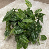 Silver Satin Pothos Live plant in 6" pot