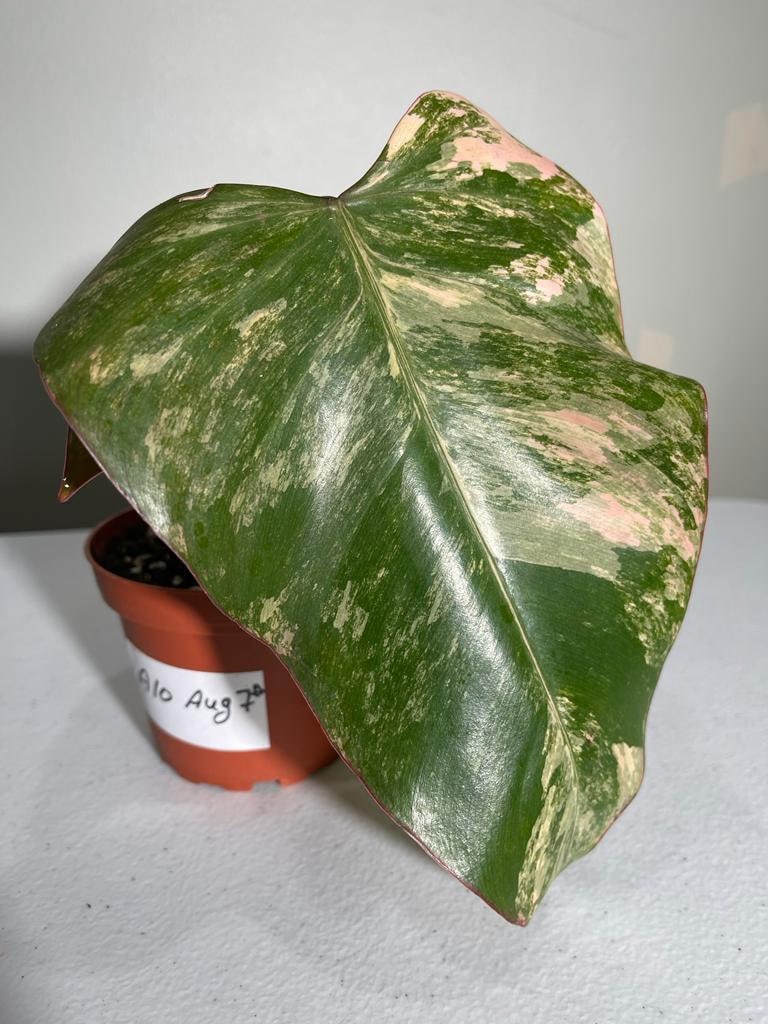 Variegated Philodendron Strawberry Shake in a pot l | Rare collector plant | Hastatum | Heartleaf Philodendron