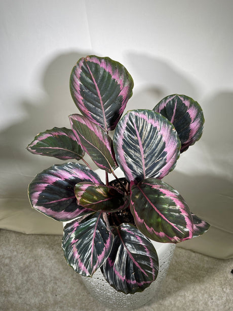 Bulk Calathea Dottie 4" - Set of 10 Calathea Roseopicta Prayer Plants - Tropical Indoor Houseplant