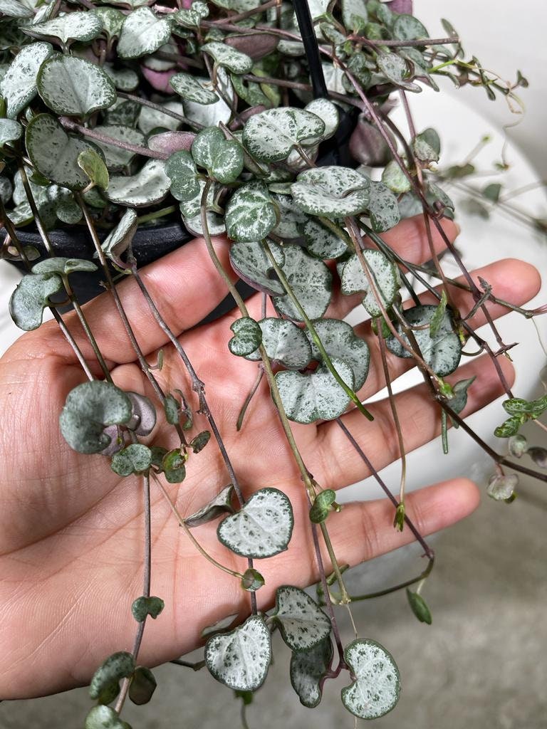 String of Heart Unrooted 2” Cuttings - Beautiful indoor succulent that grows into long vines - looks lovely on a shelf or a hanging pot