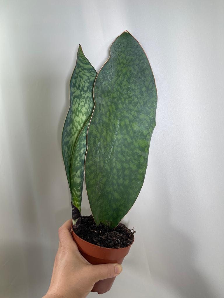 Sansevieria Masoniana | Whale Fin Plant | Live Plants | Air Purifying | Sansevieria Whale Fin Plant in 4" Pot | SAME PLANT as the picture