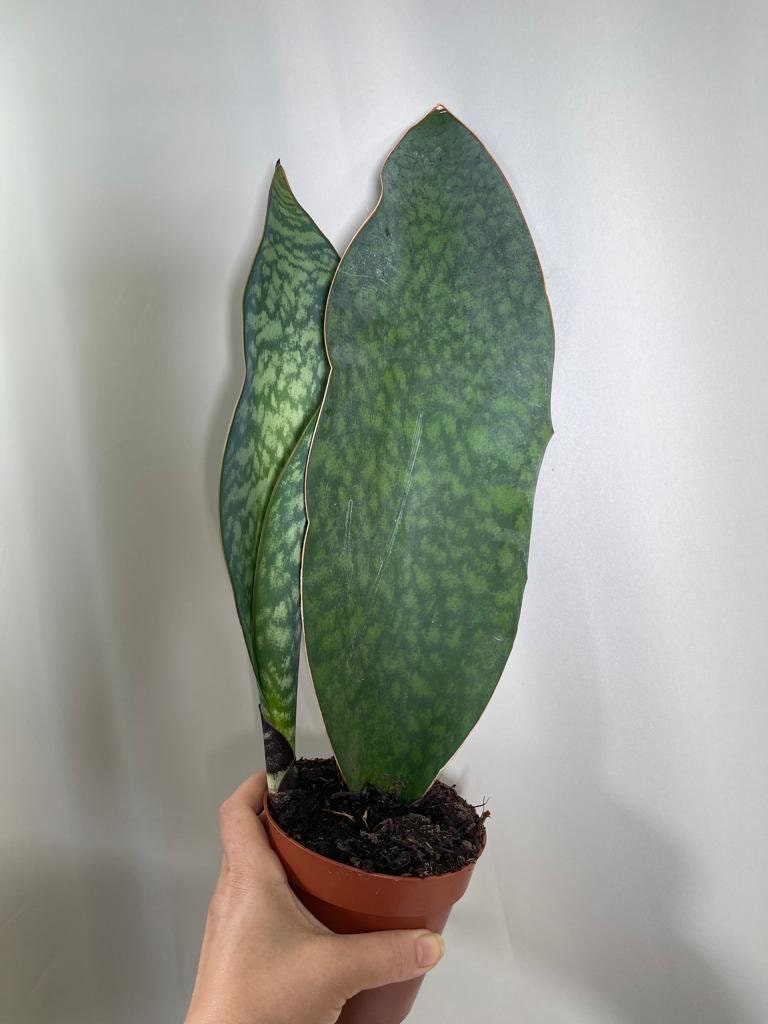 Sansevieria Masoniana | Whale Fin Plant | Live Plants | Air Purifying | Sansevieria Whale Fin Plant in 4" Pot | SAME PLANT as the picture