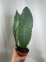 Sansevieria Masoniana | Whale Fin Plant | Live Plants | Air Purifying | Sansevieria Whale Fin Plant in 4" Pot | SAME PLANT as the picture