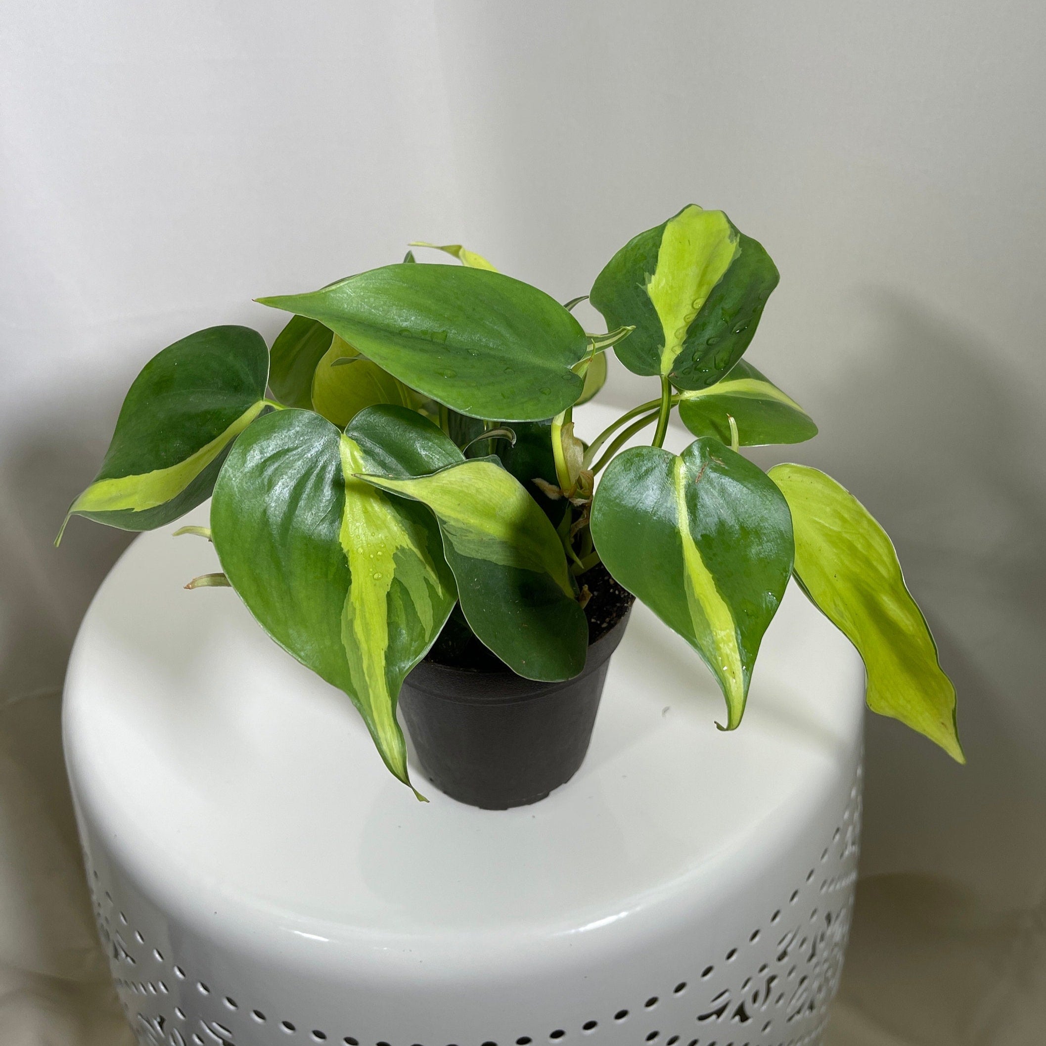 philodendron brazil beauty registered Philodendron Brazil – 4" Potted Heartleaf Philodendron | Easy-Care Trailing Indoor Plant | Elegant Philodendron Scandens