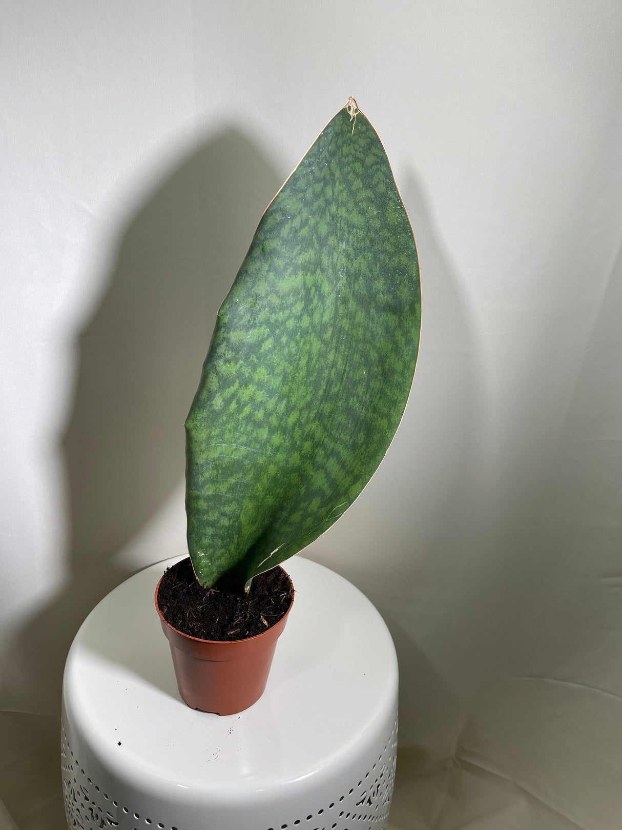 Sansevieria Masoniana | Whale Fin Plant | Live Plants | Air Purifying | Sansevieria Whale Fin Plant in 4" Pot | SAME PLANT as the picture