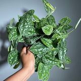 Silver Satin Pothos Live plant in 6" pot