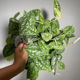 Silver Satin Pothos Live plant in 6" pot