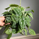 Silver Satin Pothos Live plant in 6" pot