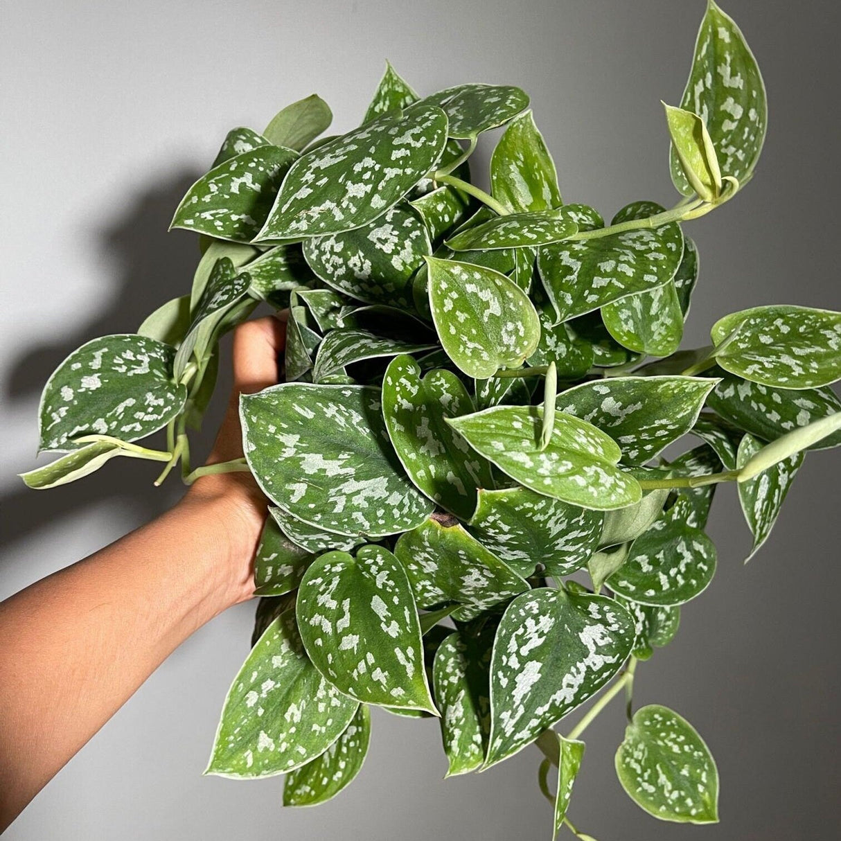 Silver Satin Pothos Live plant in 6" pot