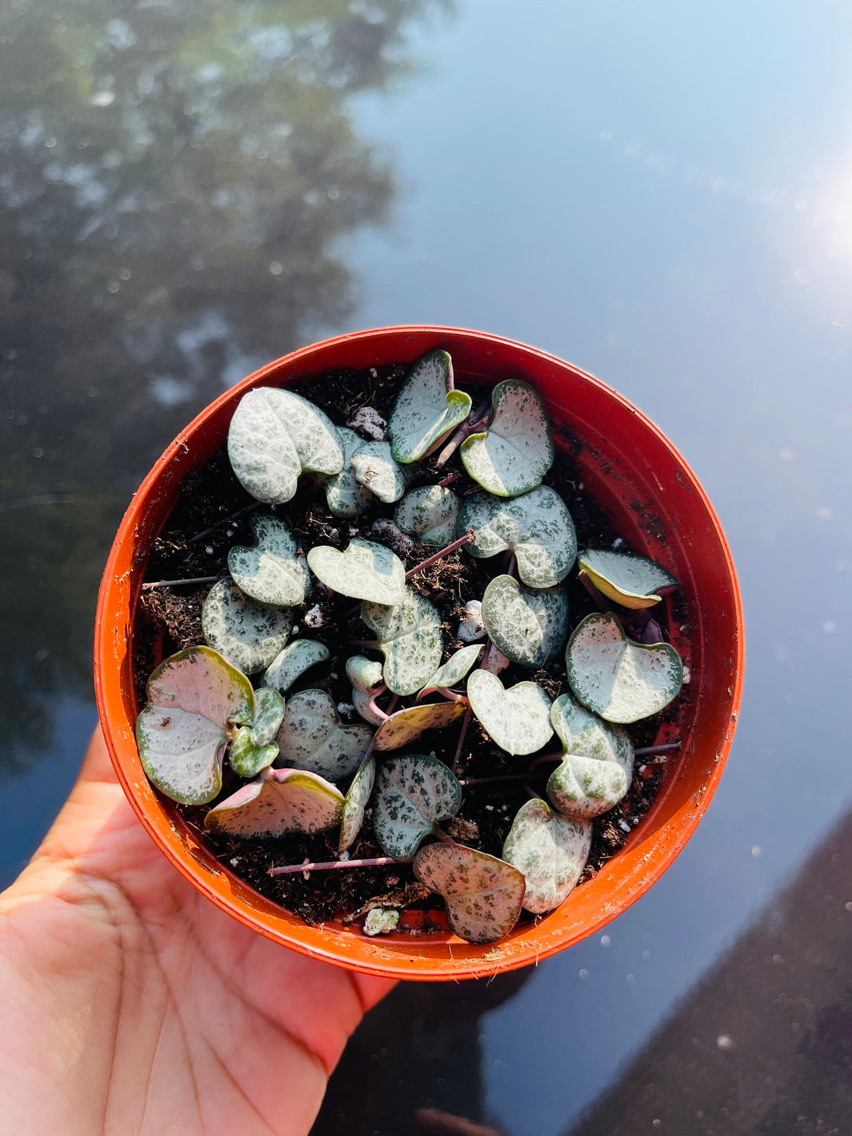 String of Heart Unrooted Cuttings 12 Single Cuts - Starter String of Heart Succulent Plant cutting