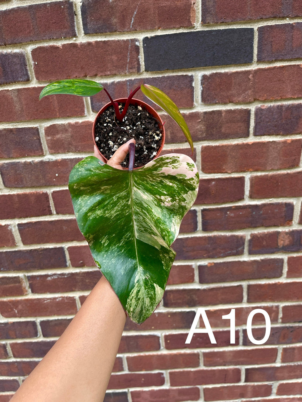Variegated Philodendron Strawberry Shake in a pot l | Rare collector plant | Hastatum | Heartleaf Philodendron