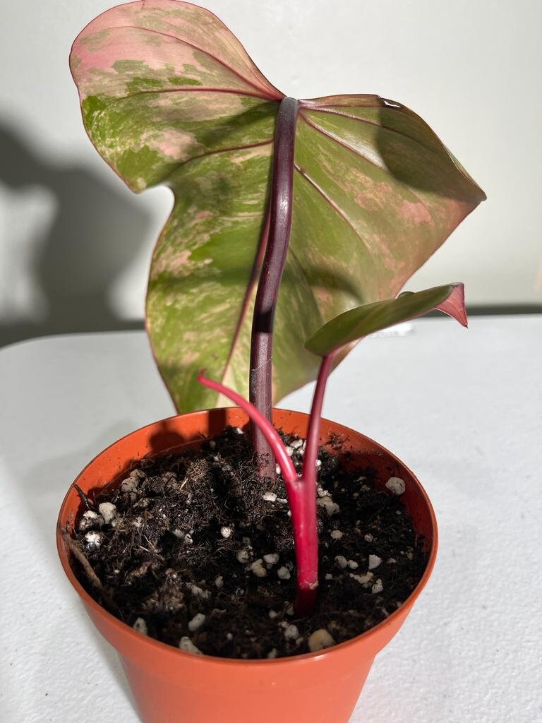 Variegated Philodendron Strawberry Shake in a pot l | Rare collector plant | Hastatum | Heartleaf Philodendron