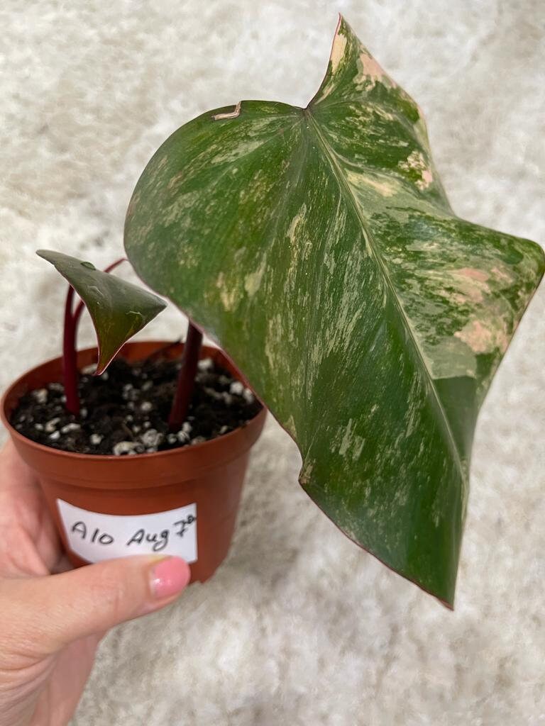 Variegated Philodendron Strawberry Shake in a pot l | Rare collector plant | Hastatum | Heartleaf Philodendron