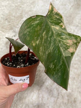 Variegated Philodendron Strawberry Shake in a pot l | Rare collector plant | Hastatum | Heartleaf Philodendron