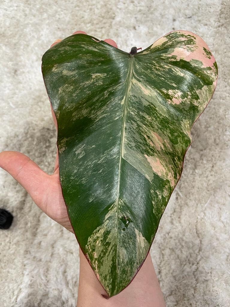 Variegated Philodendron Strawberry Shake in a pot l | Rare collector plant | Hastatum | Heartleaf Philodendron