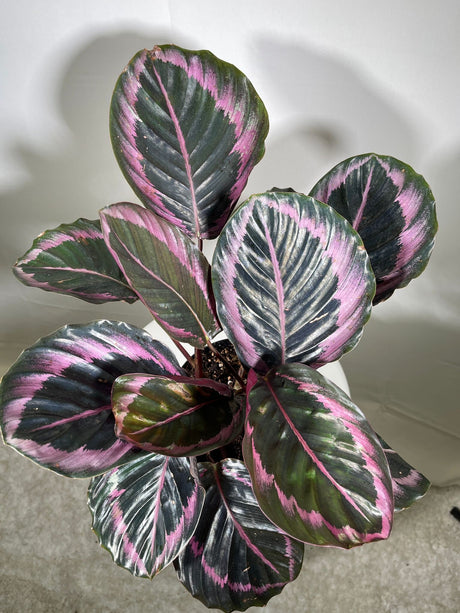 Calathea Roseopicta Dottie Plant in 4" Pot - Calathea Roseopicta - Rose Painted Calathea - Calathea Black Rose plant - LARGE plant