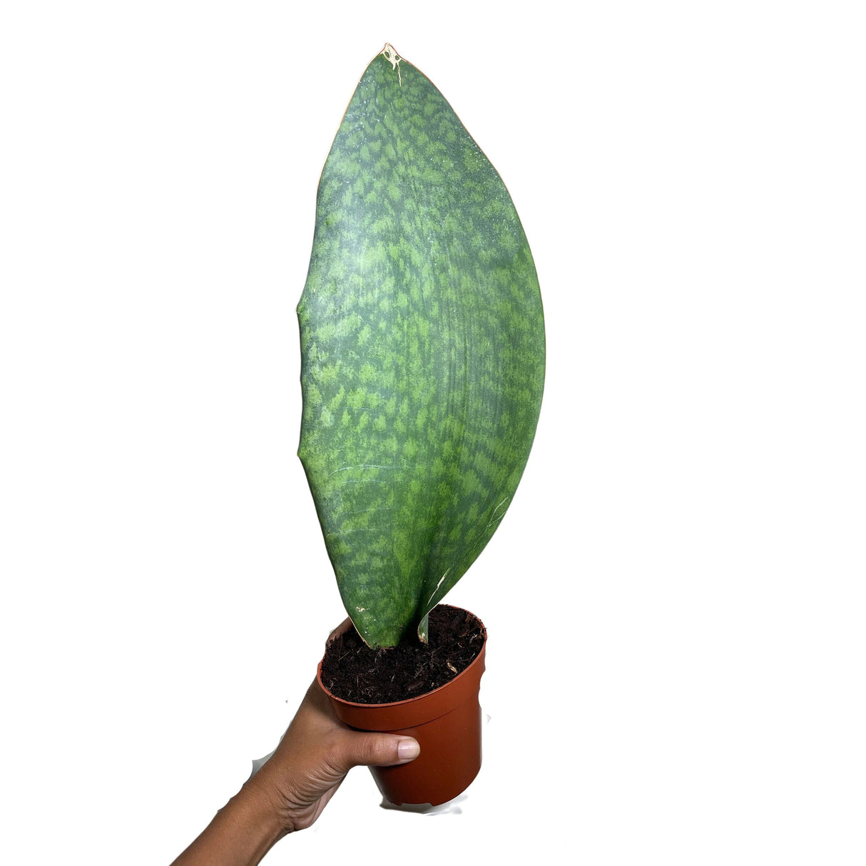 Sansevieria Masoniana | Whale Fin Plant | Live Plants | Air Purifying | Sansevieria Whale Fin Plant in 4" Pot | SAME PLANT as the picture