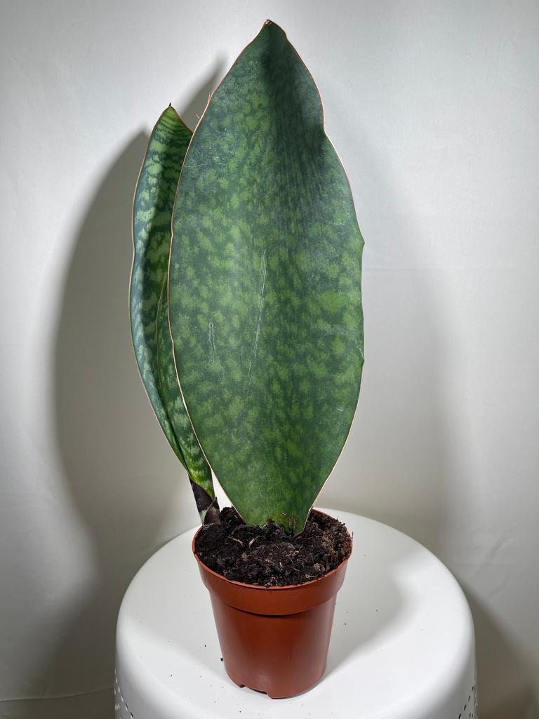 Sansevieria Masoniana | Whale Fin Plant | Live Plants | Air Purifying | Sansevieria Whale Fin Plant in 4" Pot | SAME PLANT as the picture