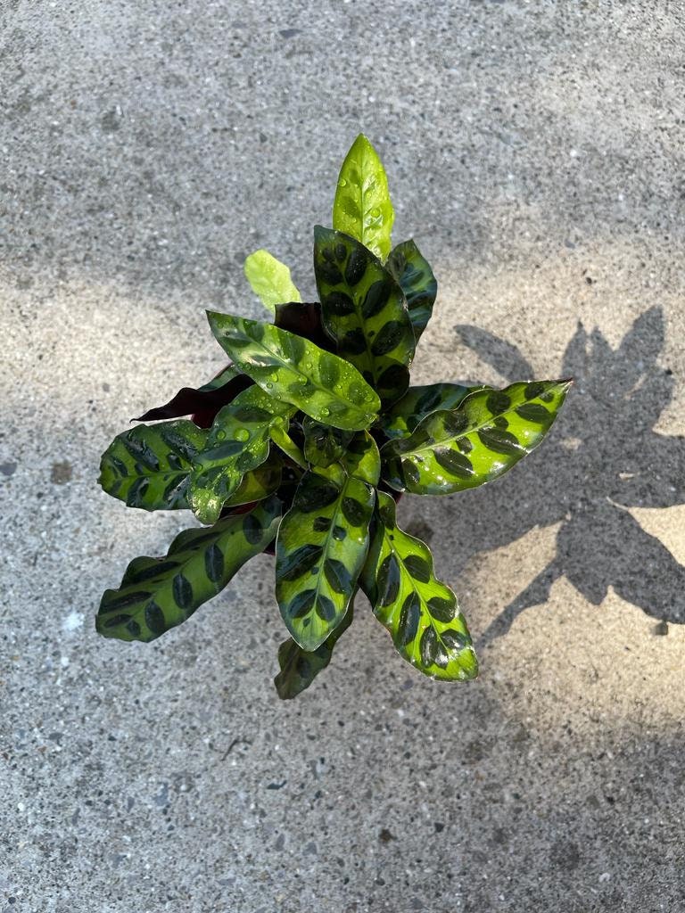 Rare Calathea Lancifolia 3” pot - Air purifier plant - Rare Houseplant - Rattlesnake Plant - SAME PLANT as pictures