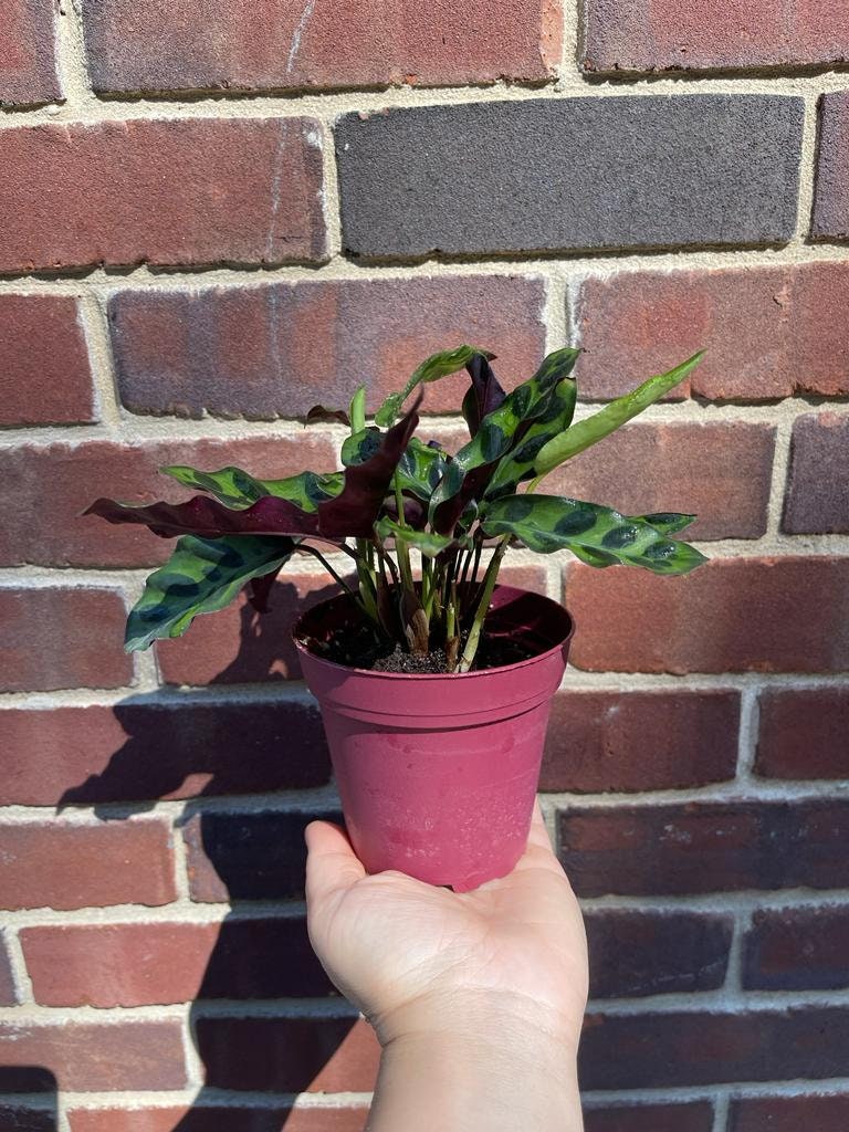 Rare Calathea Lancifolia 3” pot - Air purifier plant - Rare Houseplant - Rattlesnake Plant - SAME PLANT as pictures