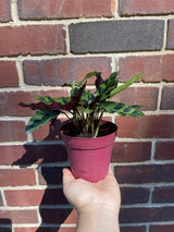 Rare Calathea Lancifolia 3” pot - Air purifier plant - Rare Houseplant - Rattlesnake Plant - SAME PLANT as pictures