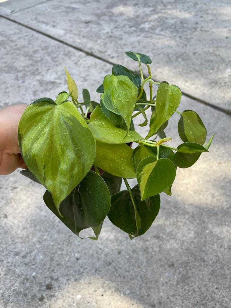 Rare Brazilian philodendron mature vines in 4" Pot-  Philodendron Brazil - philodendron hederaceum - SAME PLANT as pictures