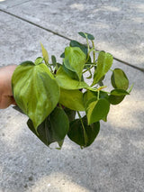 Rare Brazilian philodendron mature vines in 4" Pot-  Philodendron Brazil - philodendron hederaceum - SAME PLANT as pictures