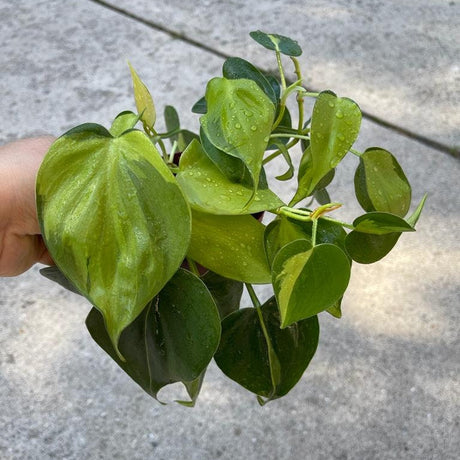 Rare Brazilian Philodendron Mature Vines in 4" Pot - Philodendron Brazil - Philodendron Hederaceum