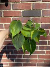 Rare Brazilian philodendron mature vines in 4" Pot-  Philodendron Brazil - philodendron hederaceum - SAME PLANT as pictures