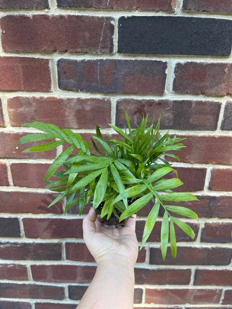 Parlor Palm Indoor Plant - Chamaedorea elegans-  Easy care low light House plant - Air Purifier Plant in pot