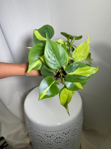 Rare Brazilian philodendron mature vines Pot-  Philodendron Brazil - philodendron hederaceum - SAME PLANT as pictures