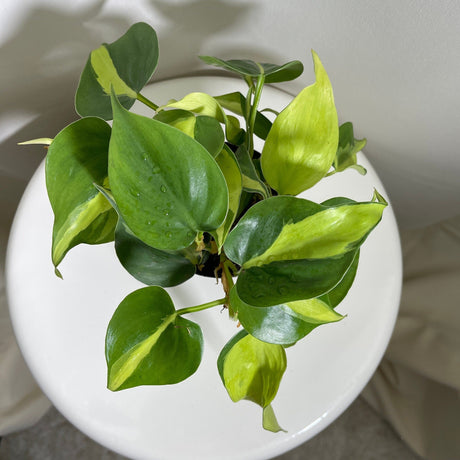Rare Brazilian Philodendron Mature Vines in a 4" Nursery Pot -  Philodendron Brazil - Philodendron Hederaceum