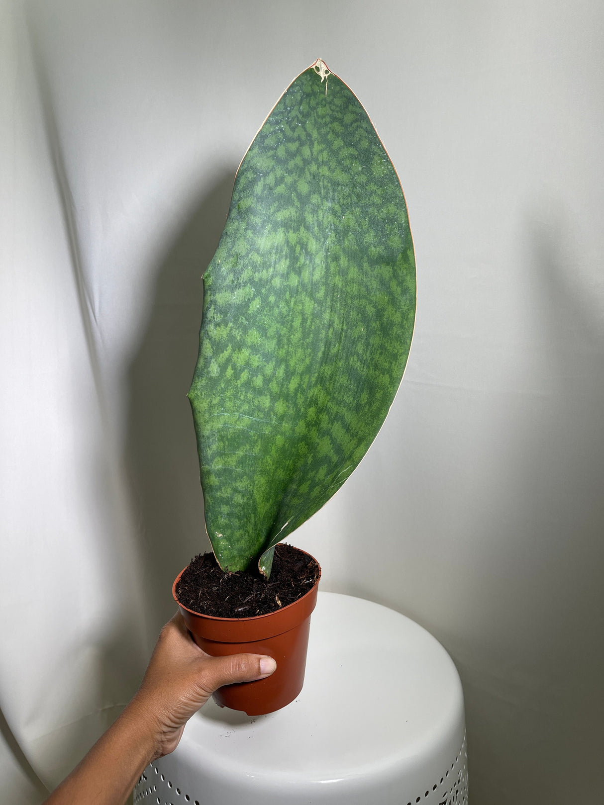 Sansevieria Masoniana | Whale Fin Plant | Live Plants | Air Purifying | Sansevieria Whale Fin Plant in 4" Pot | SAME PLANT as the picture