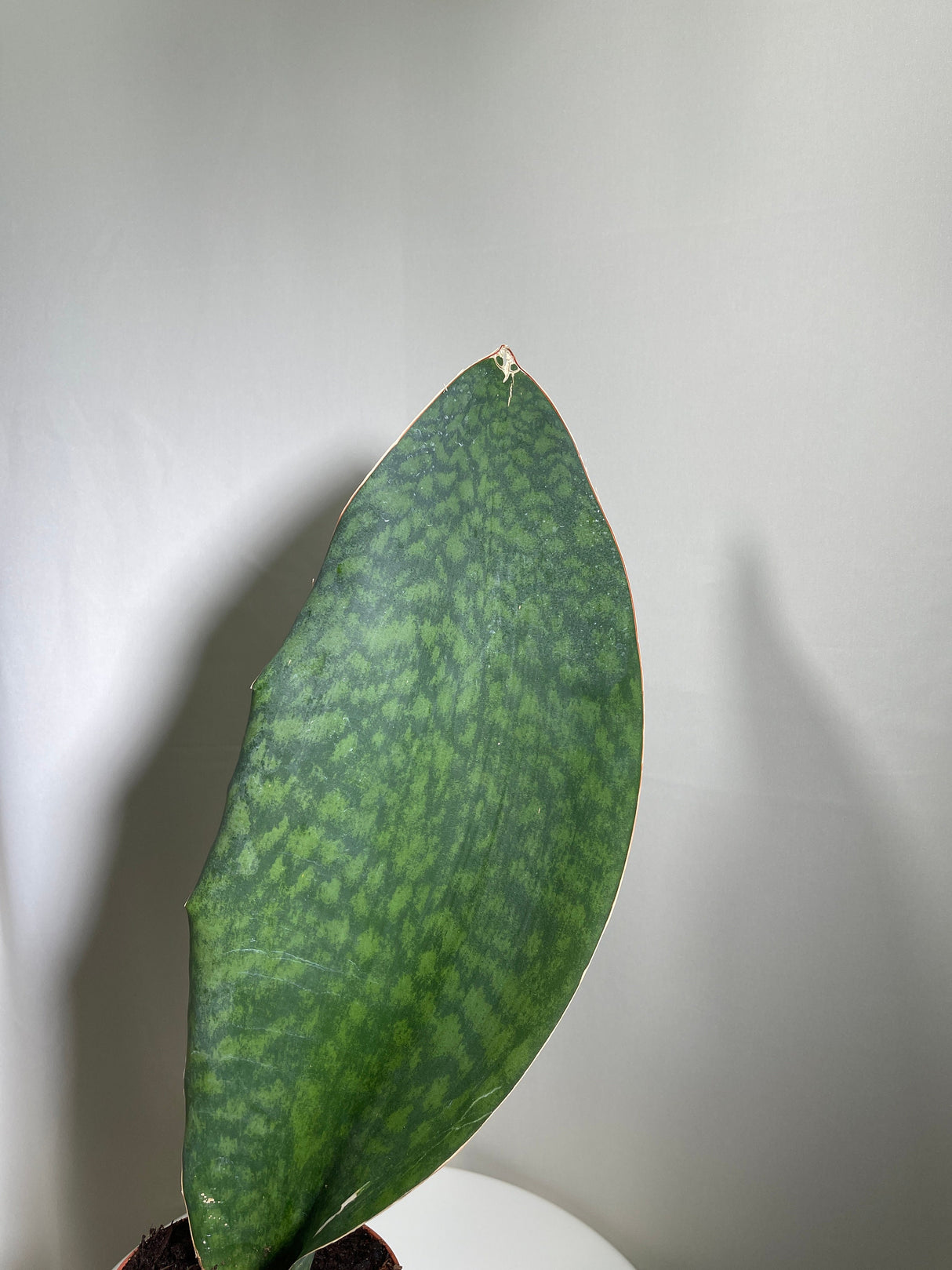Sansevieria Masoniana | Whale Fin Plant | Live Plants | Air Purifying | Sansevieria Whale Fin Plant in 4" Pot | SAME PLANT as the picture