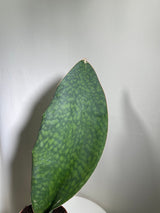 Sansevieria Masoniana | Whale Fin Plant | Live Plants | Air Purifying | Sansevieria Whale Fin Plant in 4" Pot | SAME PLANT as the picture