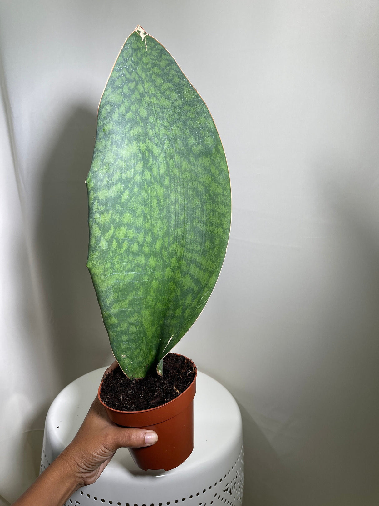 Sansevieria Masoniana | Whale Fin Plant | Live Plants | Air Purifying | Sansevieria Whale Fin Plant in 4" Pot | SAME PLANT as the picture