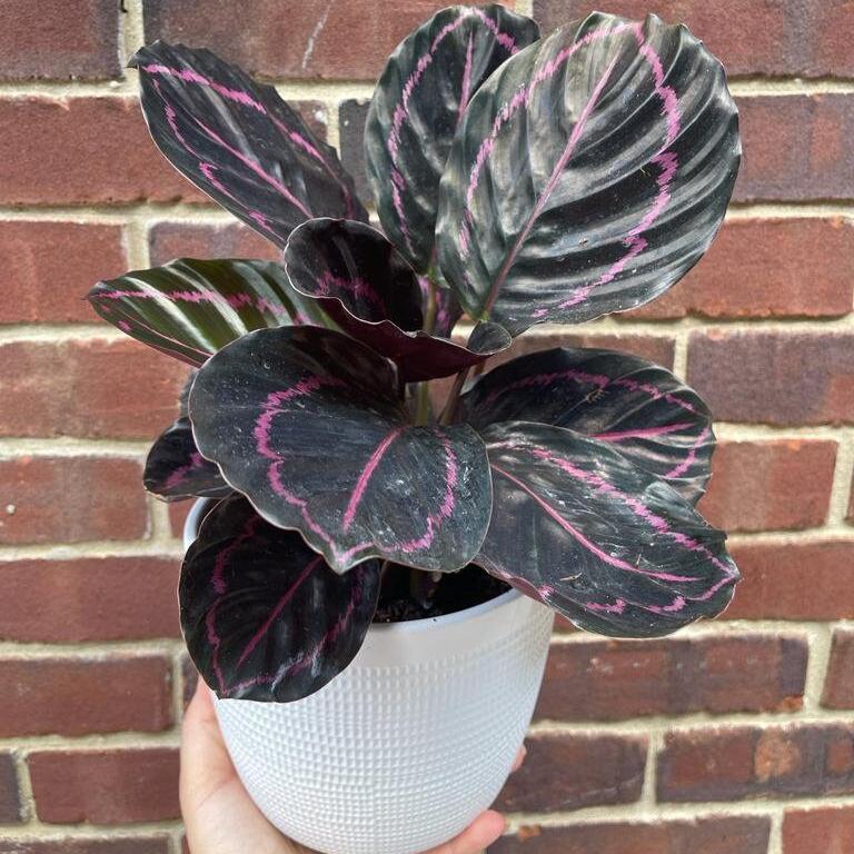 Calathea Roseopicta Dottie Plant in a 6" Pot