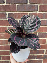 Calathea Roseopicta Dottie Plant in 4" Pot - Calathea Roseopicta - Rose Painted Calathea - Calathea Black Rose