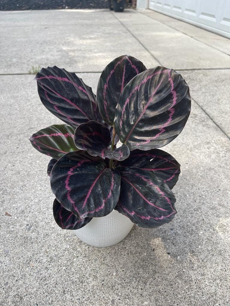 Calathea Roseopicta Dottie Plant in 4" Pot - Calathea Roseopicta - Rose Painted Calathea - Calathea Black Rose