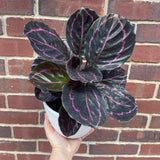 Calathea Roseopicta Dottie Plant in a 6" Pot