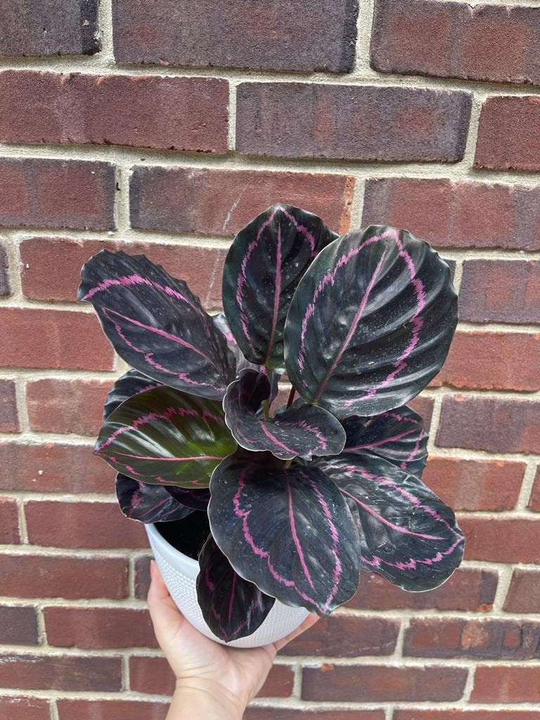 Calathea Roseopicta Dottie Plant in 4" Pot - Calathea Roseopicta - Rose Painted Calathea - Calathea Black Rose