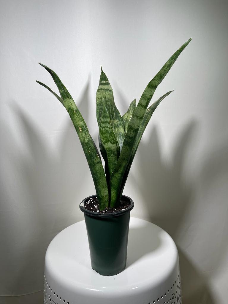 Snake plant | Snake plant in a 4” Nursery Pot | Air purifier plant | Low light office plant | Indoor houseplant