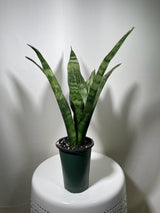 Snake plant | Snake plant in a 4” Nursery Pot | Air purifier plant | Low light office plant | Indoor houseplant