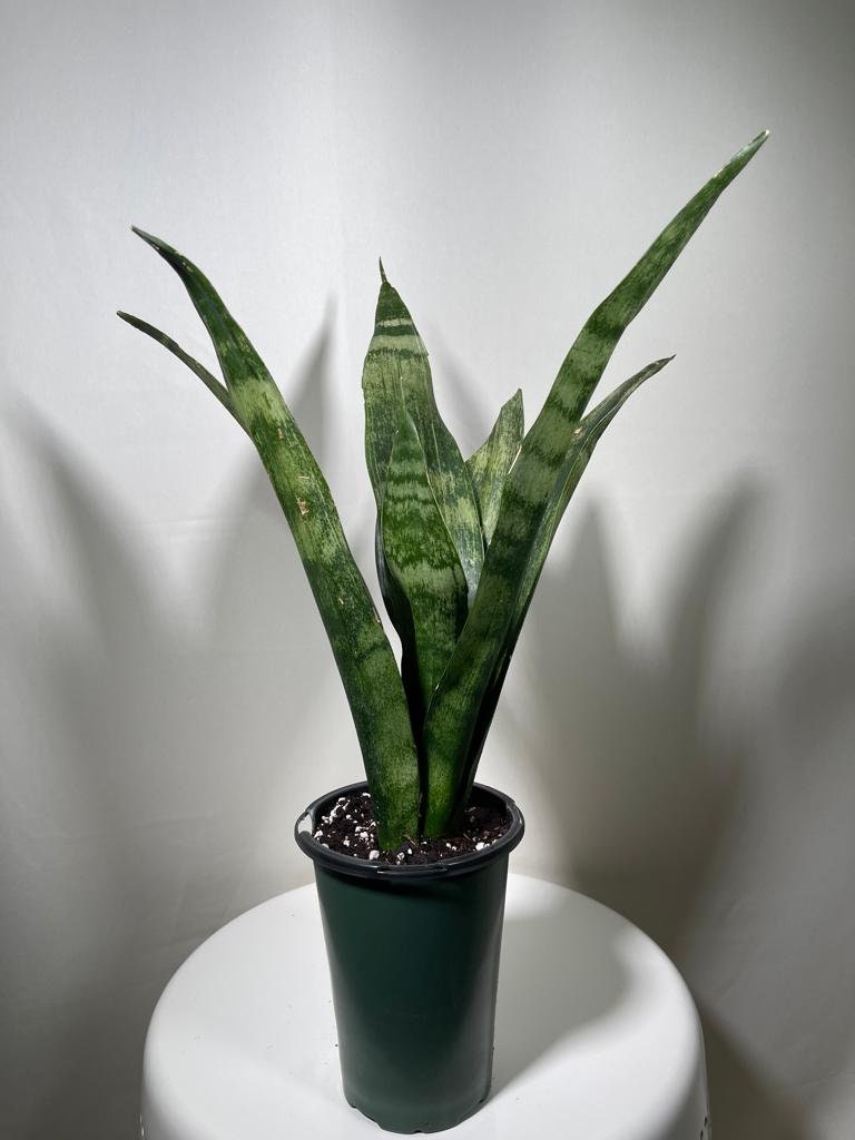 Snake plant | Snake plant in a 4” Nursery Pot | Air purifier plant | Low light office plant | Indoor houseplant