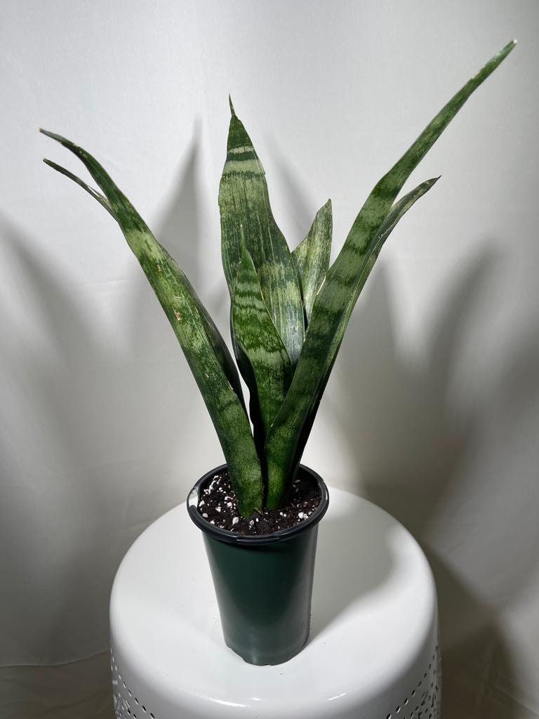 Snake plant | Snake plant in a 4” Nursery Pot | Air purifier plant | Low light office plant | Indoor houseplant